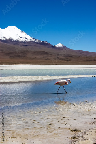 Obraz na płótnie Flamingo In Bolivia w salonie