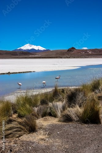 Obraz na płótnie Flamingo In Bolivia w salonie