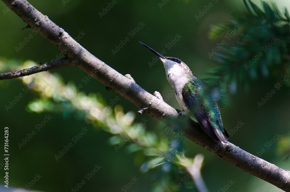 Fototapeta premium Hummingbird Looking for Trouble