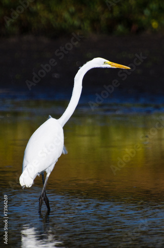 Great Egret Hunting for Fish in Autumn