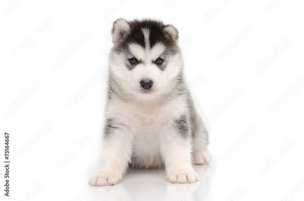 Cute siberian husky sitting on white background Cute siberian husky sitting on white background