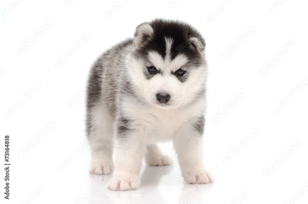 Cute siberian husky standing on white background Cute siberian husky standing on white background