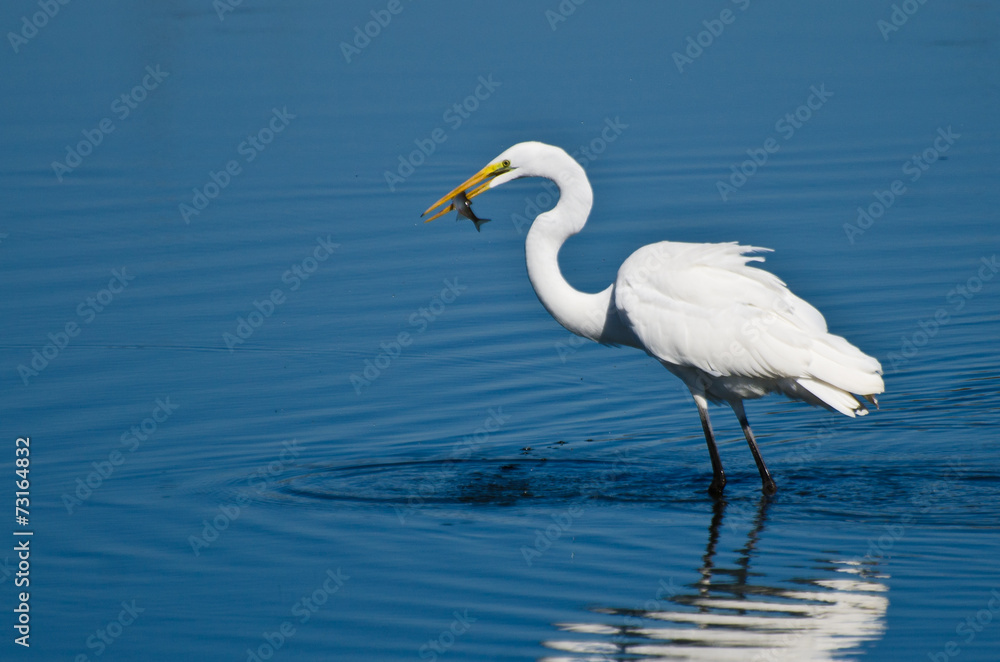 Great Egret With Caught Fish Great Egret With Caught Fish