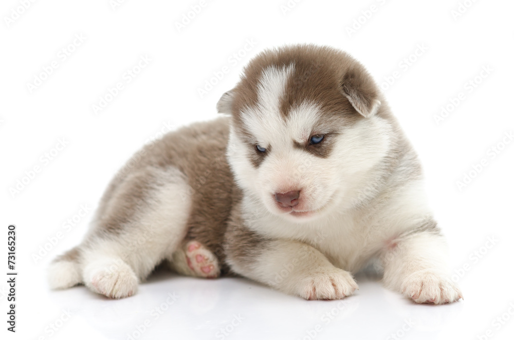 Cute siberian husky puppy on white background Cute siberian husky puppy on white background