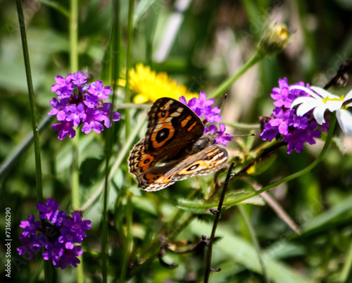 Sampling Nectar