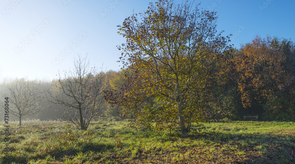 Sunrise through a hazy forest in autumn Sunrise through a hazy forest in autumn