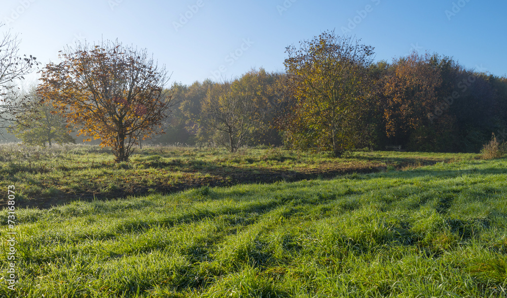 Obraz premium Sunrise through a hazy forest in autumn