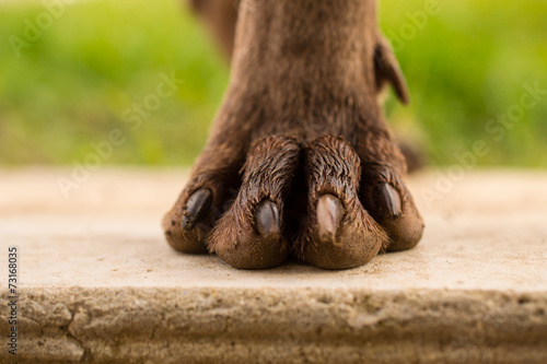 Dog leg - weimaraner