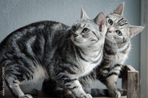 Fotografija Two cats sitting on old wood shelf