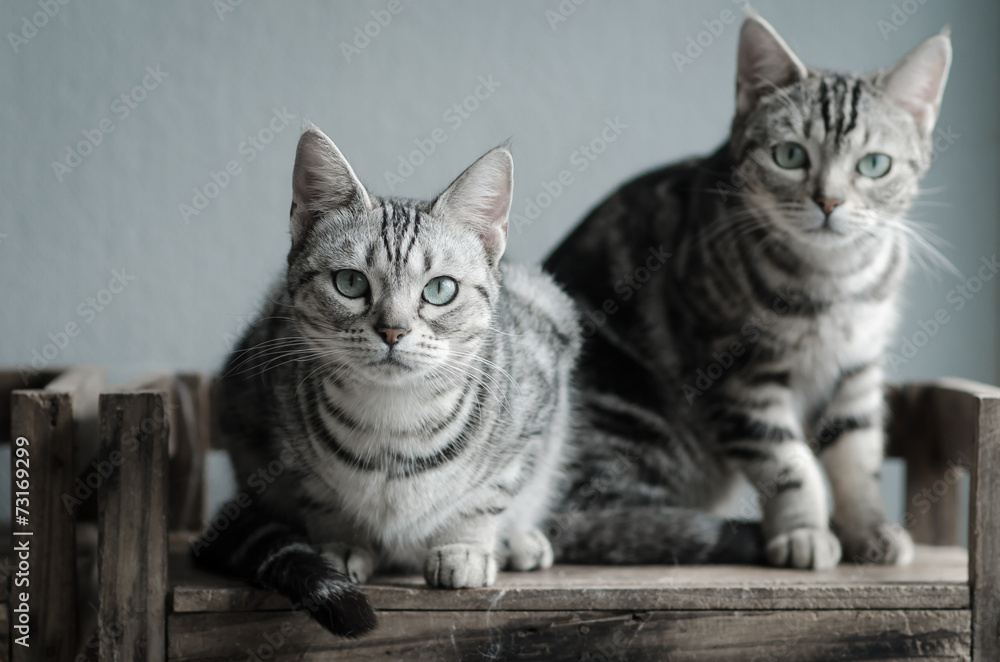 Fototapeta premium Two cats sitting on old wood shelf