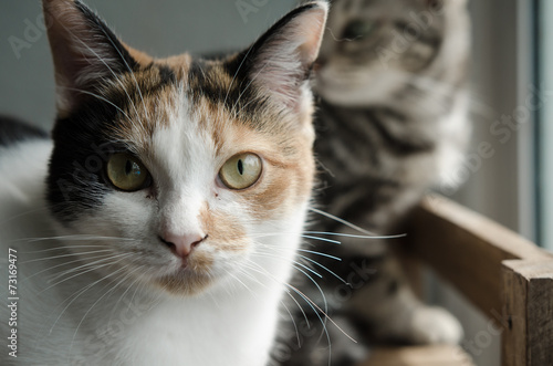 Fototapeta Naklejka Na Ścianę i Meble -  Calico cat sitting on wood shelf