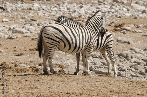 Wasserloch  Okaukuejo  Etosha Nationalpark  Namibia  Afrika