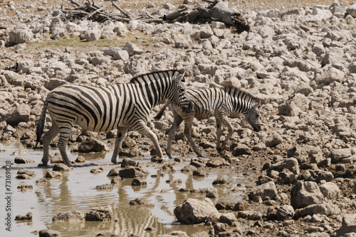 Wasserloch  Okaukuejo  Etosha Nationalpark  Namibia  Afrika