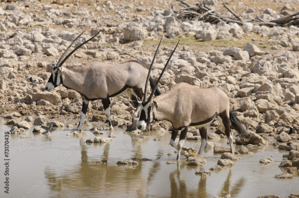 Fototapeta premium Oryx, Okaukuejo, Etosha Nationalpark, Namibia, Afrika