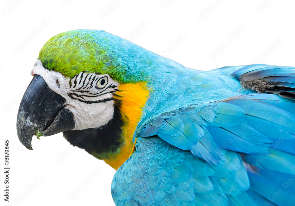 Fototapeta premium colorful parrot isolated