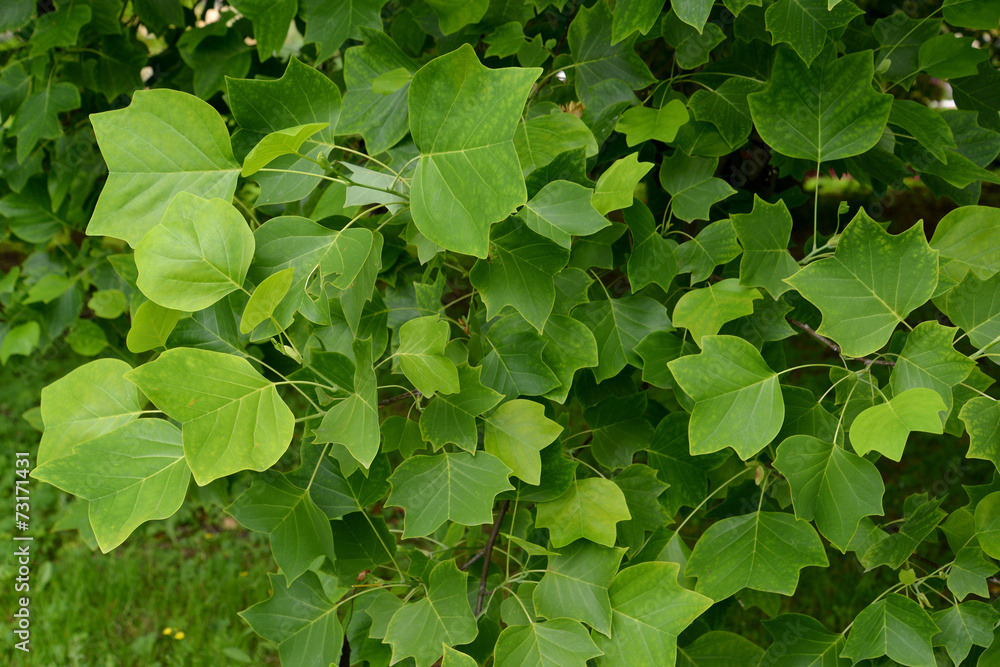 Liriodendron tulip (tulip tree) (Liriodendron tulipifera L.), a Liriodendron tulip (tulip tree) (Liriodendron tulipifera L.), a