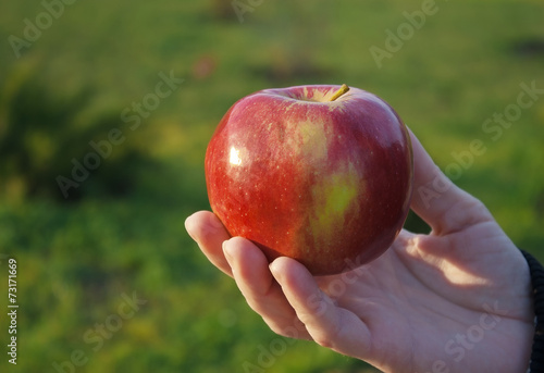 female hand holding an apple