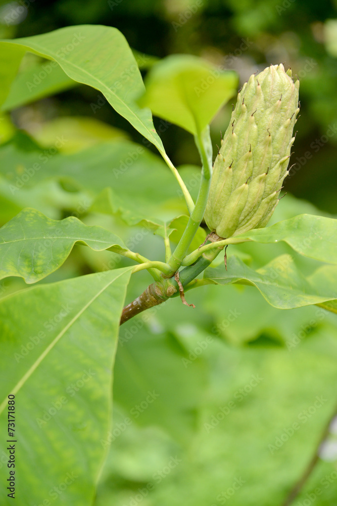 Magnolia umbrella (Magnolia tripetala L.), a fruit on a branch Magnolia umbrella (Magnolia tripetala L.), a fruit on a branch
