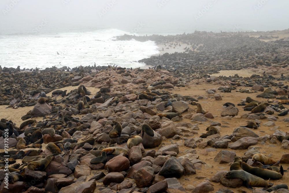 Seals, Cape Cross, Namibia