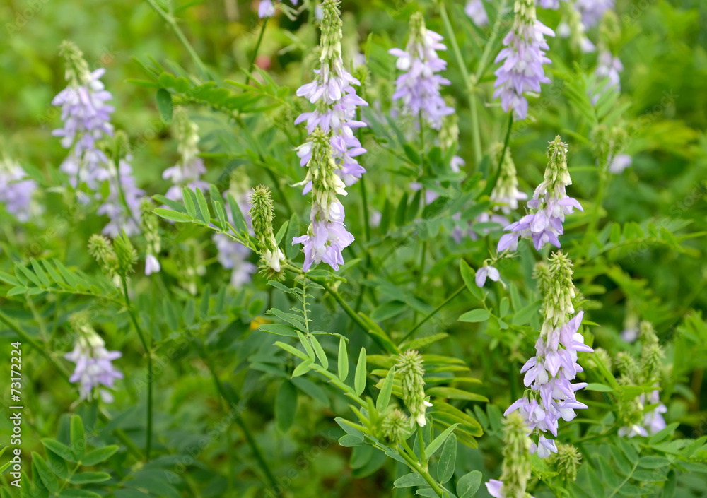 The blossoming a galega a medicinal (goat rue) (Galega officinal The blossoming a galega a medicinal (goat rue) (Galega officinal