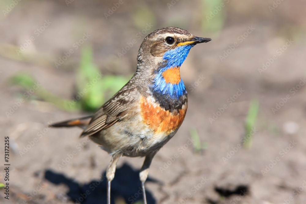 Luscinia svecica, Bluethroat. Luscinia svecica, Bluethroat.