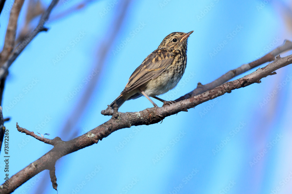 Luscinia svecica, Bluethroat. Luscinia svecica, Bluethroat.