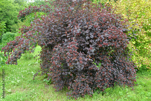 .Dwarf ninebark (Physocarpus opulifolius Kuntze), Diabolo grade