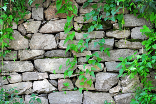 stone wall with ivy growing on it