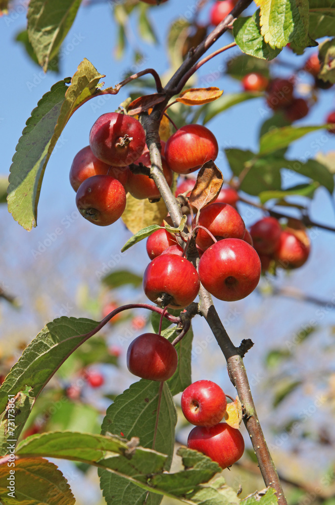 Malus, pommier d'ornement Malus, pommier d'ornement