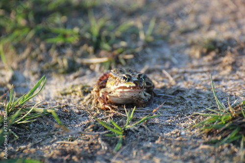 Green frog (Pelophylax esculentus) sitting on the ground in evening sunlight
