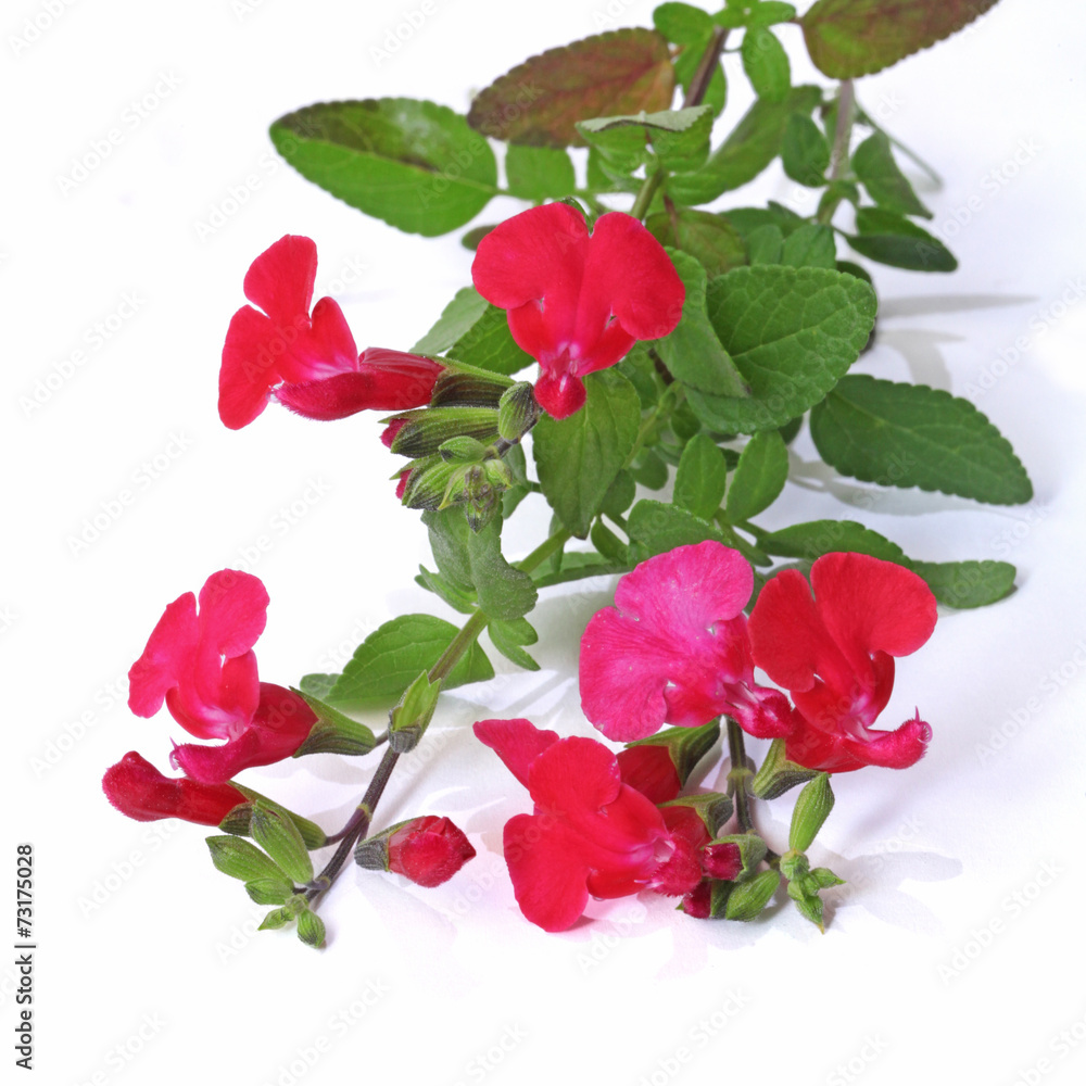 fleurs de sauge arbustive fleurs de sauge arbustive