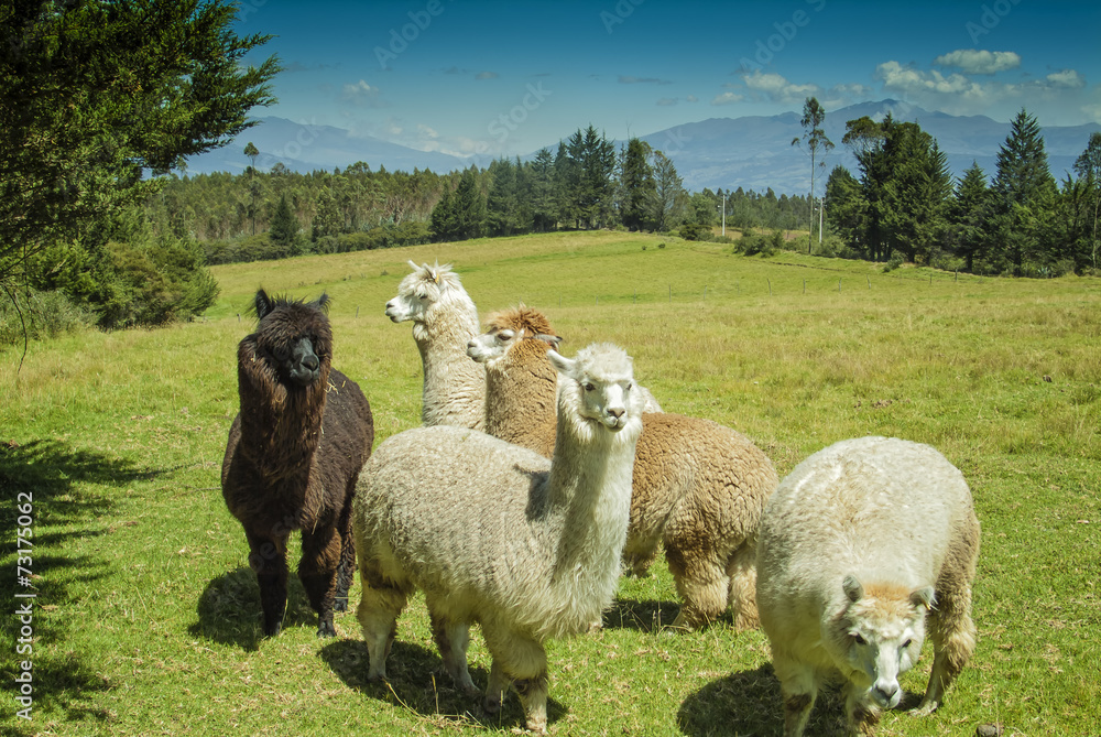 Alpacas in the Andes of Ecuador