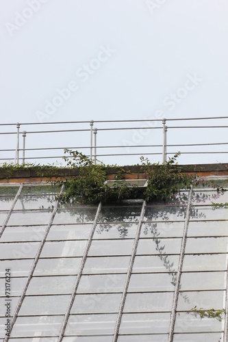 Plants growing through the roof of a greenhouse