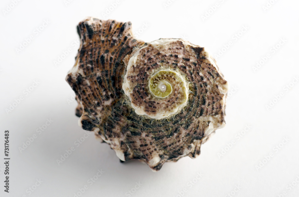 Marine sea shell in a studio setting against a white background Marine sea shell in a studio setting against a white background