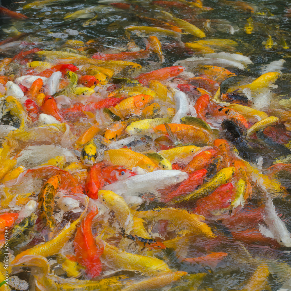 Colorful Koi fish in the pond
