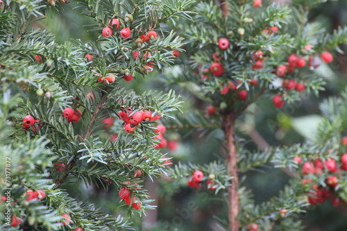 Edible red fruits of the european yew  Taxus baccata 
