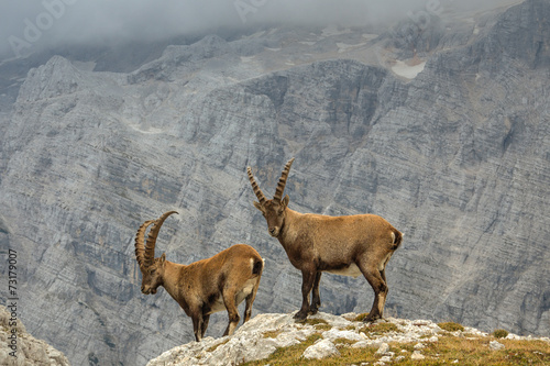 Male Ibexes above the cliff in front of Mount Triglav North Wall photo