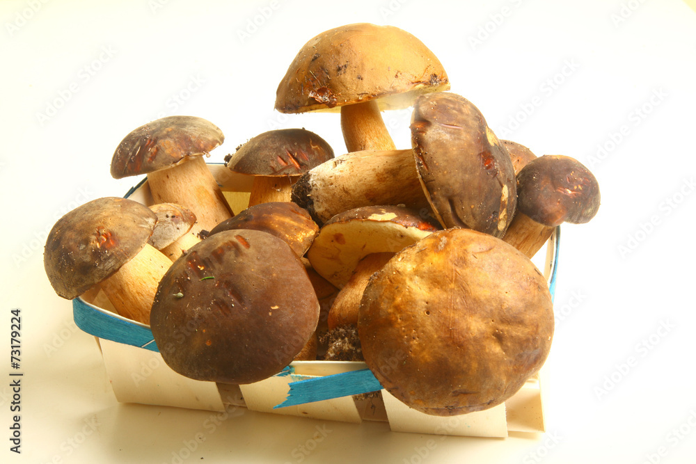 ceps