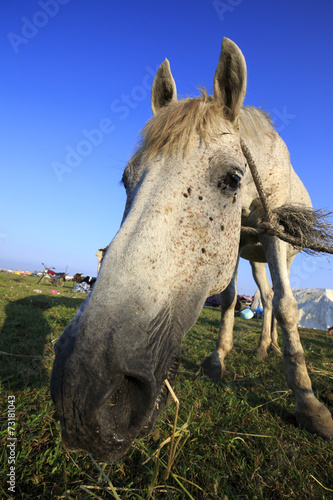 Friendly white horse photo