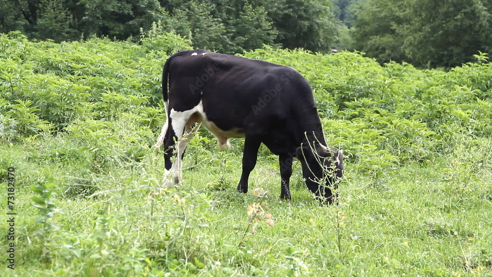 Cows grazing on pasture and eating green grass Cows grazing on pasture and eating green grass