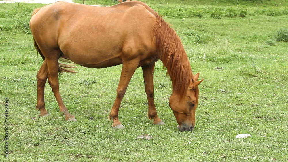 Horse grazing on pasture and eating green grass Horse grazing on pasture and eating green grass