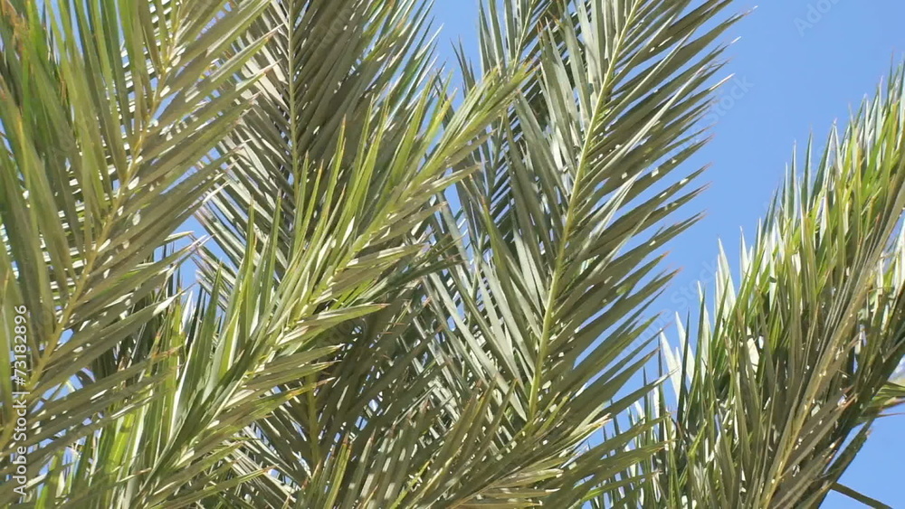 palm tree in blue sky palm tree in blue sky