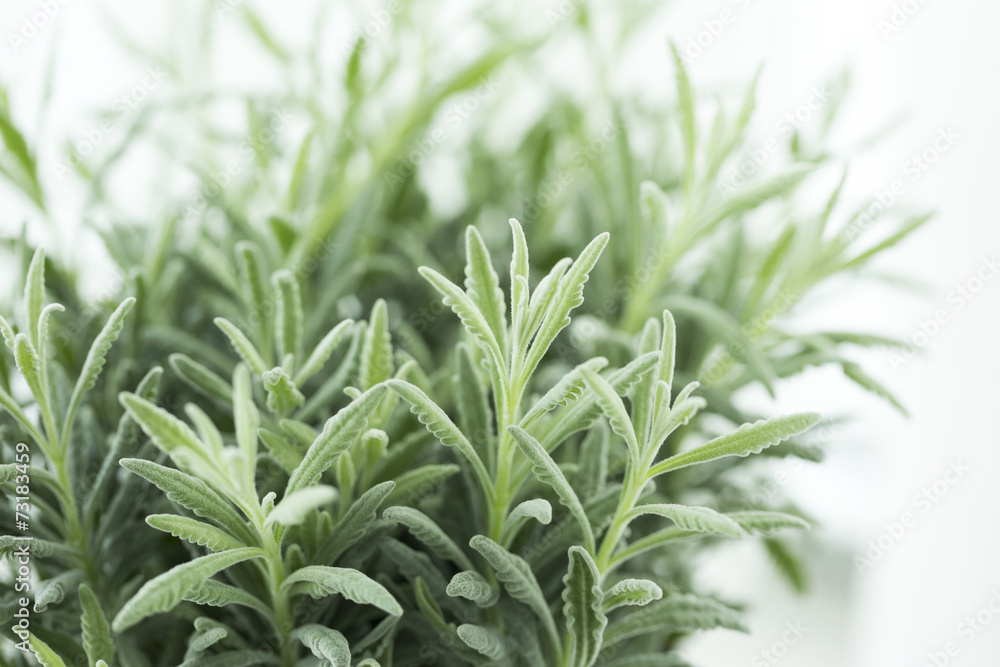 Obraz premium 観葉植物