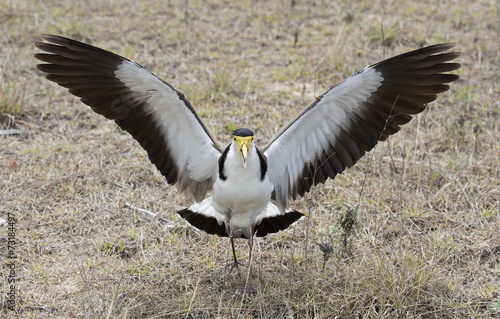 spur winged plover guarding a nest, North coast, Australia.