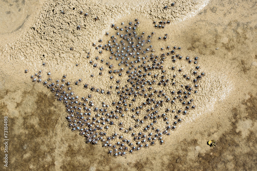 Urunga NSW,  soldier crabs feeding on the sand flats. photo