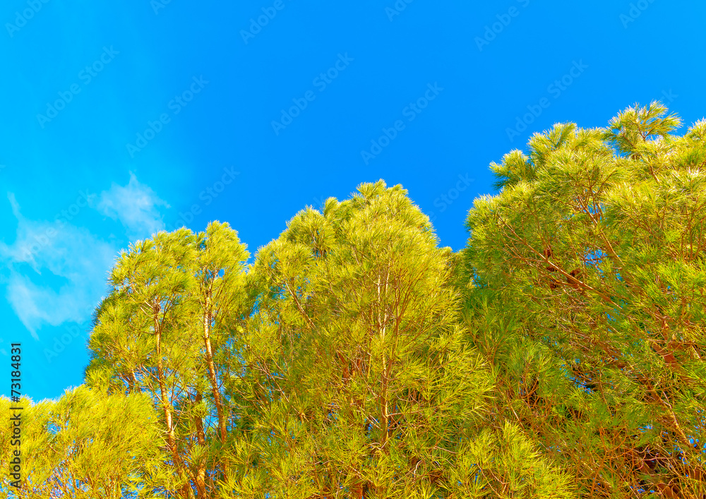 Fototapeta premium pinus tree near Peleta village in Greece