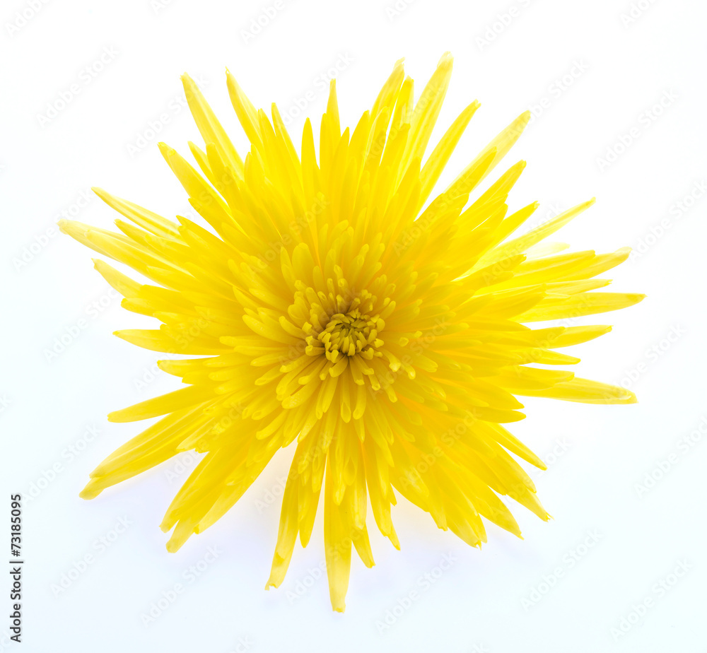 Yellow flower