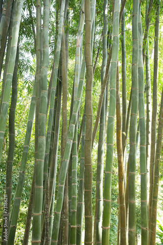 bamboo forest