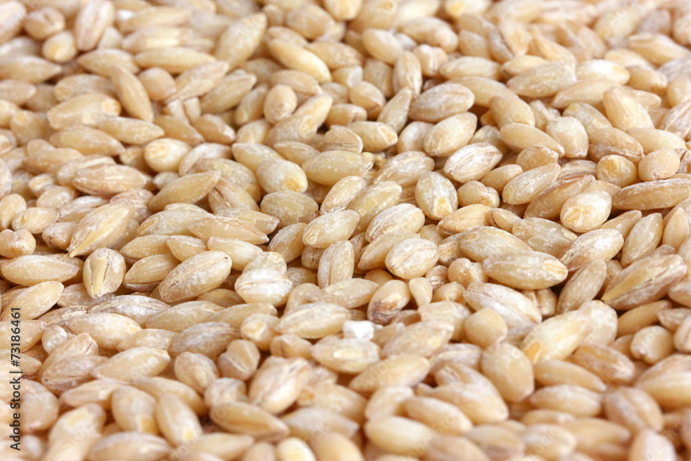 Pearled Barley Pearled Barley