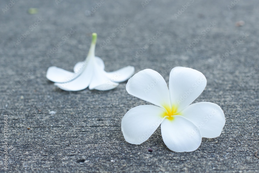 Frangipanni or plumeria flower